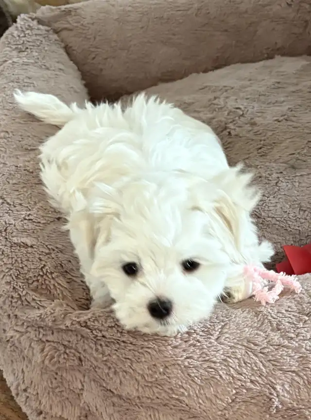 MAGNIFIQUE PETITE BICHON MALTAIS in Dogs & Puppies for Rehoming in Laval / North Shore - Image 5
