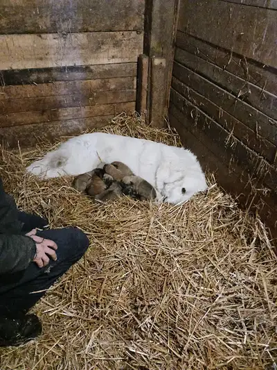 Perfect puppies for large properties, farms, cottages or just with room to fun. Mother is a livestoc...