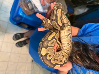 2 ball pythons for sale and enclosure 400$