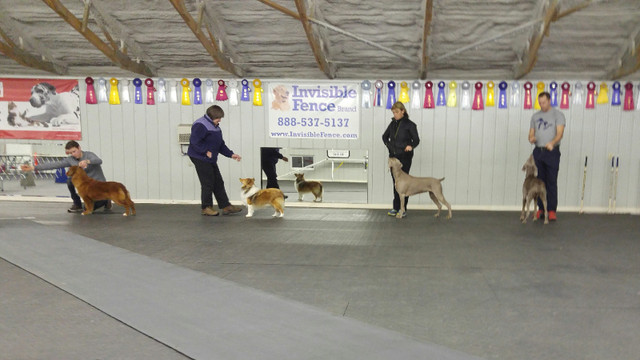 Show Handling Classes in Animal & Pet Services in London - Image 4