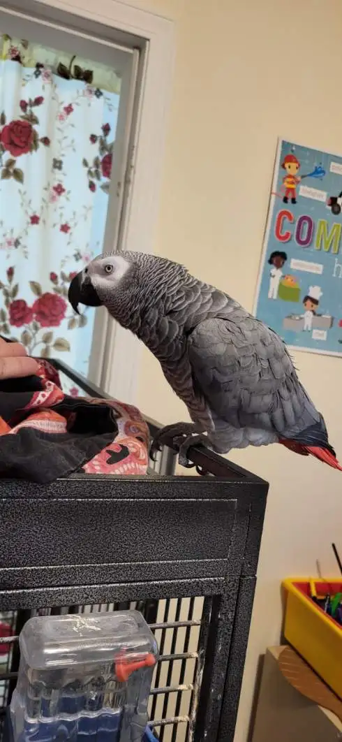 Female healthy and full flight African grey 11 year old , tamed in Birds for Rehoming in Tricities/Pitt/Maple - Image 4