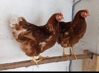 Poules pondeuses Lohmann brune et des blanches