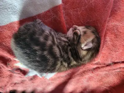Bangel kitten for sale taken deposit on new born male kitten, View more
