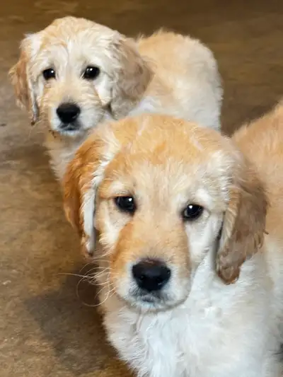 Goldendoodle F1 baby pups ready for rehoming, View more