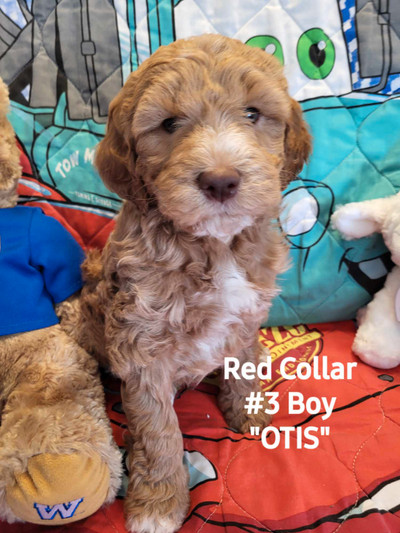8 Adorable Mini Goldendoodle Puppies for sale