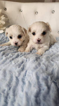 Pure Breed Maltese puppies
