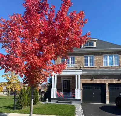 1 private furnished room available in legal basement in Brampton
