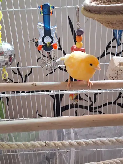 Male canary for sale, View more