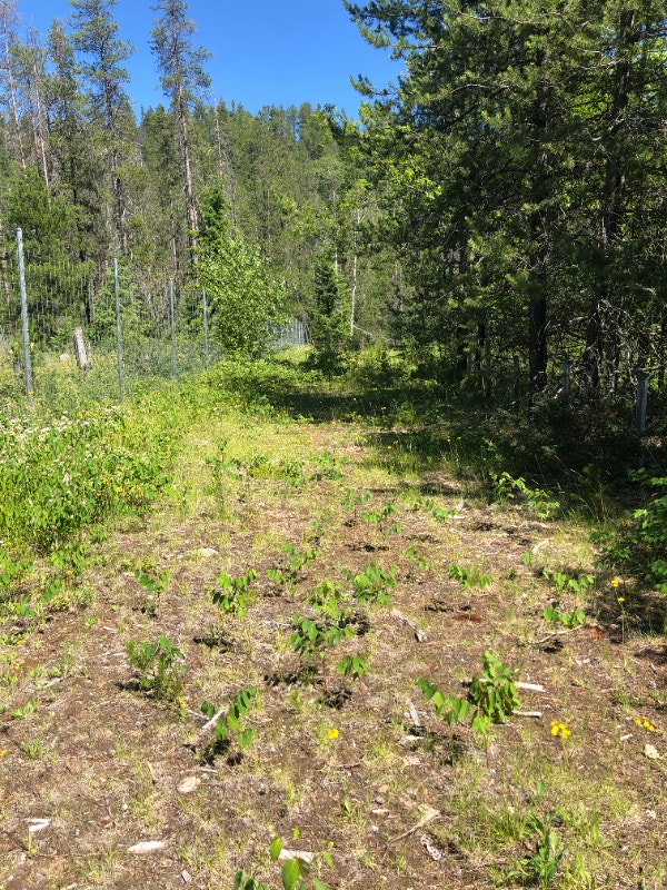 HMMMM, WHAT CAN YOU DO WITH 19.52 ACRES??? Land for Sale Nelson