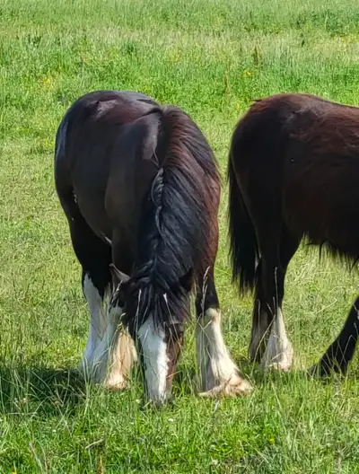 Twin Bridges Prince Gypsy Vanner Yearling Gelding, View more