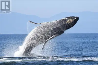 **UNIQUE BUSINESS OPPORTUNITY** Established Adventure Tourism Company. Take the helm of Salt Spring...
