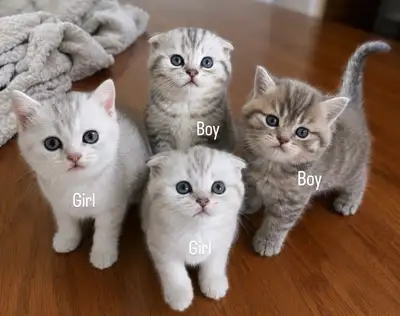 Purebred Scottish Fold/BSH Kittens, View more