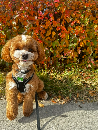 F1B Cavapoo & Cavapoochon Waitlist - Reputable Breeder, View more