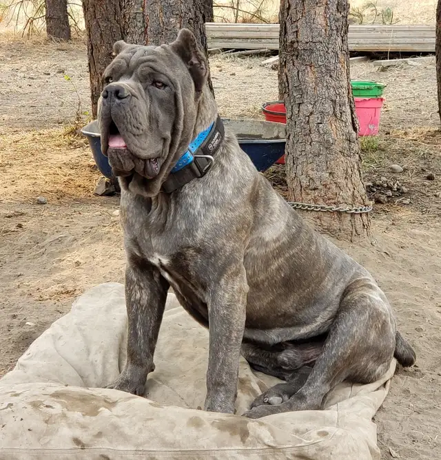 World Class Cane Corso Puppies in Dogs & Puppies for Rehoming in Vancouver - Image 9