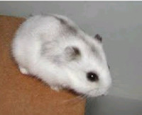 DWARF SNOW WHITE HAMSTER AVAILABE AT PETS KINGDOM