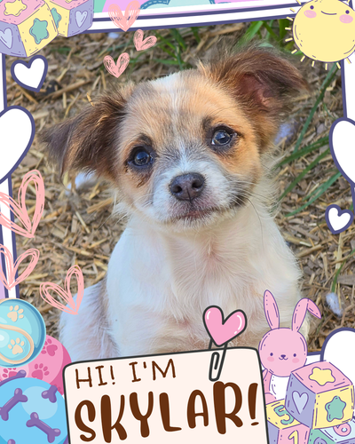 ❤️ Meet Skylar! ❤️ Gentle Chihuahua Mix Puppy Raised With Love, View more