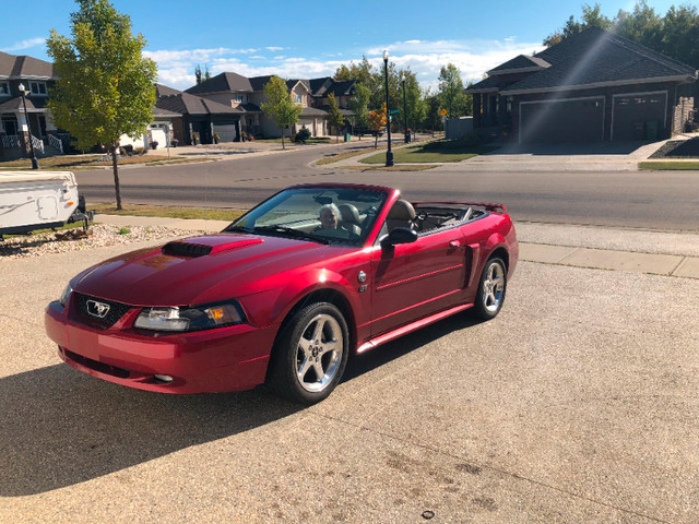 2003 MUSTANGS X2 MACH ONE; CONVERTIBLE: VERY LOW KM in Cars & Trucks in Edmonton - Image 2