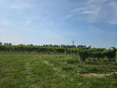 Vineyard  Niagara On The Lake, View more
