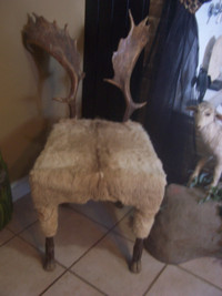 Taxidermy 1950`s Deer Antler & Hide Chair "One Of A Kind"