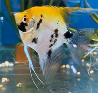 Koi Angelfish, Different sizes, buy more to get better price.Ad City of Toronto Toronto (GTA) Preview