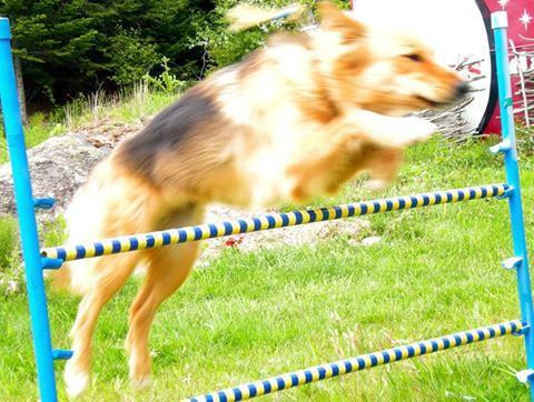 NEW PRE-AGILITY CLASSES starting September 2024 in Animal & Pet Services in Saint John