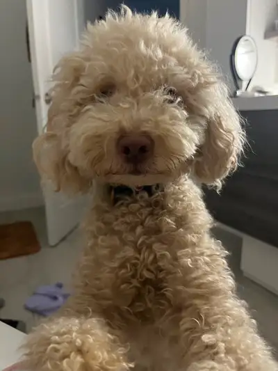 J'offre mes services pour prendre soin de votre chien ( petite taille , hypohalergene de préférence)...