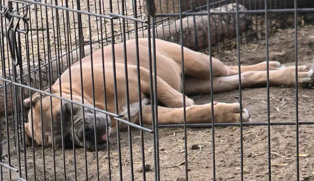 WORLD CLASS CANE CORSO PUPPIES in Dogs & Puppies for Rehoming in Vancouver - Image 12