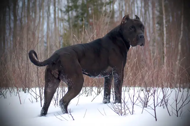 Presa Canario Puppies in Dogs & Puppies for Rehoming in City of Toronto - Image 39