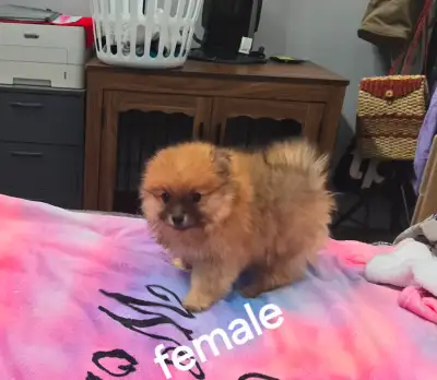 Sold all puppys