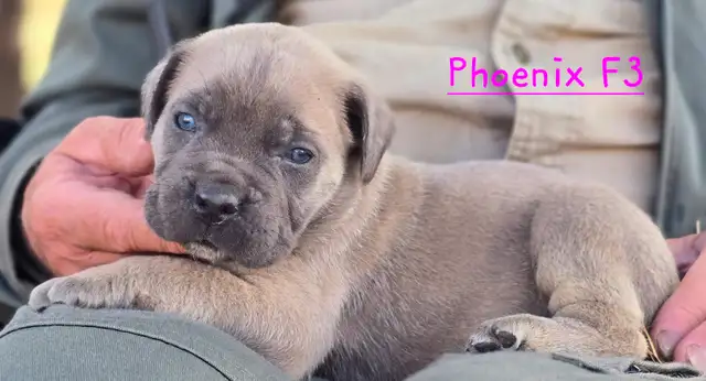 WORLD CLASS CANE CORSO PUPPIES in Dogs & Puppies for Rehoming in Vancouver - Image 2