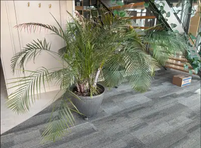 Brighten up your space with 2 beautiful plants, each paired with a planter – all for just $150.00 ea...