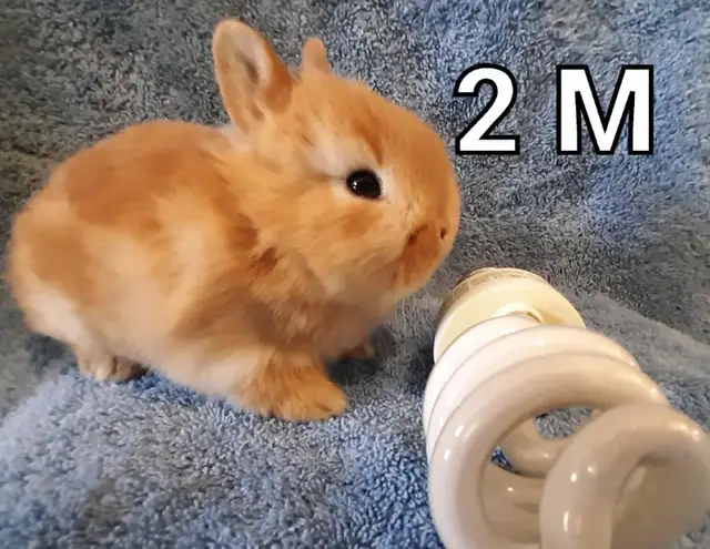 Great Featured Purebred Netherland Dwarf bunny rabbit, #Great fo in Small Animals for Rehoming in Ottawa - Image 4