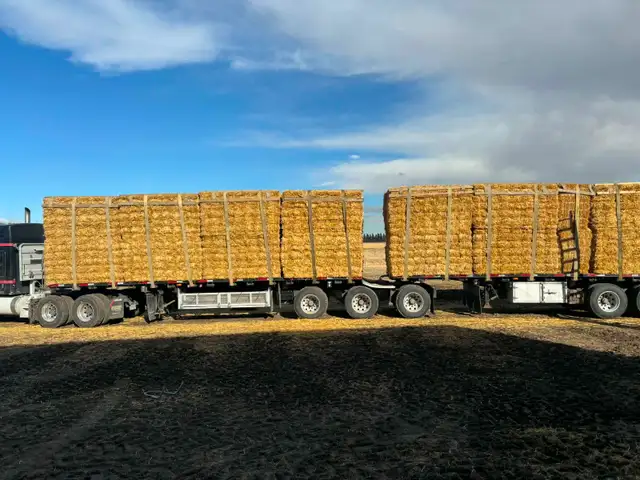 Large / small Wheat Straw Bales in Livestock in Penticton - Image 6