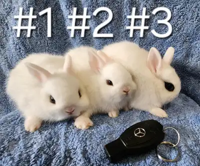 Top Featured Purebred Dwarf Hotot, Neetherland Dwarf bunny rabbi, View more