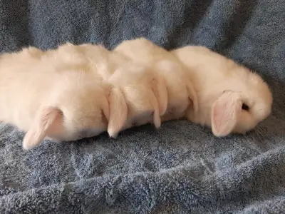 Great Featured Purebred BlueEye Holland Lop baby bunny rabbit, #, View more