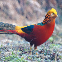 Faisan/Pheasant - Disponibles actuellement/Currently available
