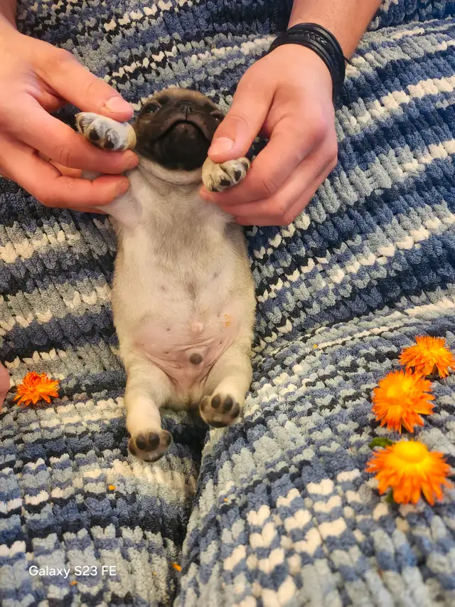 Mes petits trésor ! Pug carlin in Dogs & Puppies for Rehoming in Lanaudière - Image 19