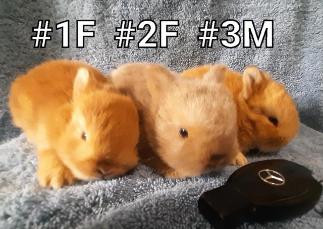 Top Featured Purebred Netherland Dwarf, Holland Lop, Hotot baby in Small Animals for Rehoming in Peterborough