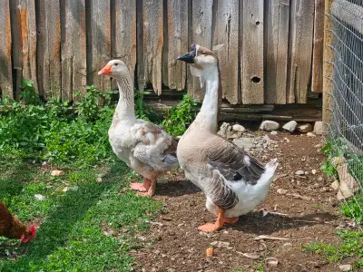 3yr old African grey and toulouse goose pair *** REDUCED TO $100, View more