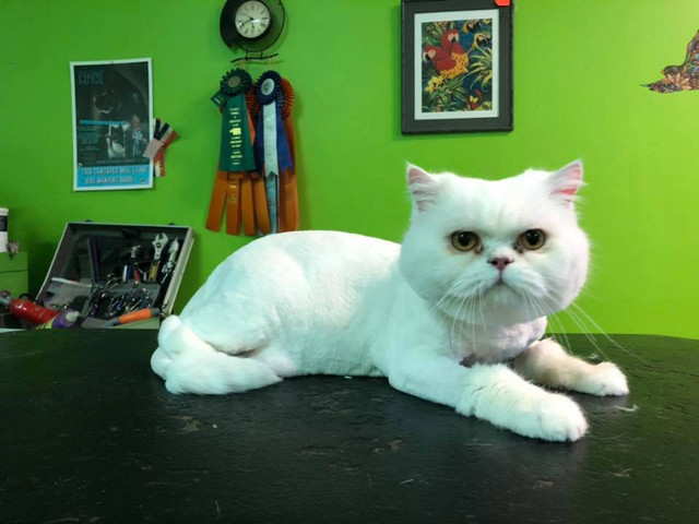 Cat and Dog Grooming in Animal & Pet Services in Calgary