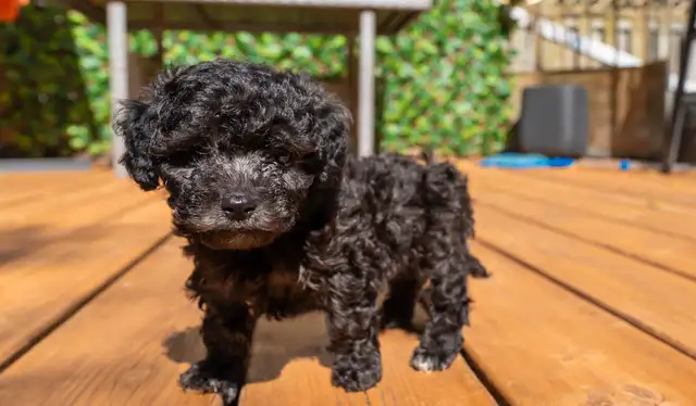 Silver Phantom Shi-Poo puppies - Ready for Adoption in Dogs & Puppies for Rehoming in Owen Sound - Image 9