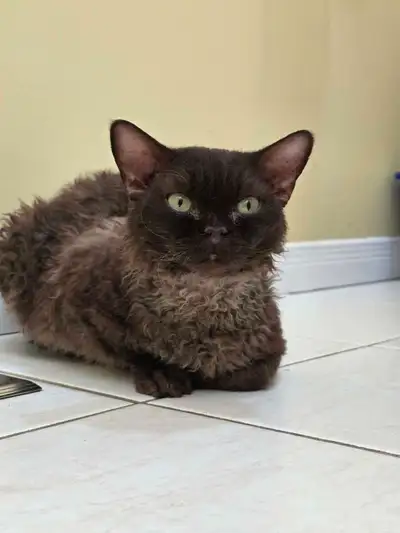 Chocolate Pure Bred Registered Devon Rex Male, View more