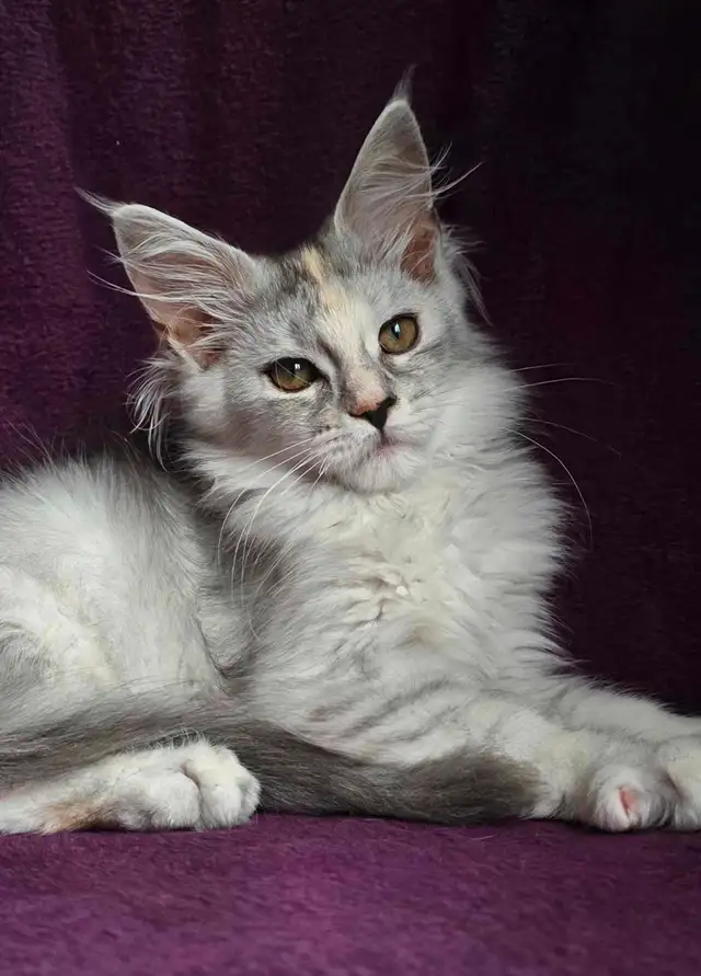 chaton Maine coon in Cats & Kittens for Rehoming in Laval / North Shore - Image 4
