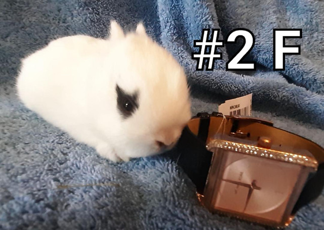 Great Featured Purebred Netherland Dwarf bunny rabbit, #Great fo in Small Animals for Rehoming in St. Catharines - Image 3