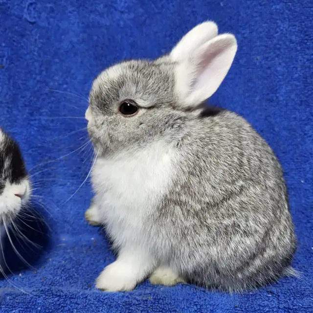 EXTRAORDINARY NETHERLAND DWARF,  HOLLAND LOP, LIONHEAD, MINI REX in Small Animals for Rehoming in City of Toronto - Image 9