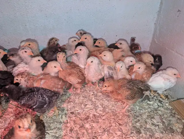 Oeufs couleurs de poule pondeuse fécondés* colored hatching eggs in Birds for Rehoming in City of Montréal - Image 7