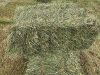 2023 Hay for sale