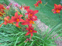 Perennial Flowers Cornwall Ontario Preview