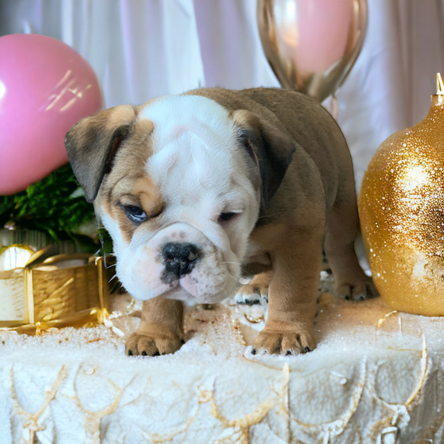 Puppie  English  bulldog CKC reg ofa  CHAMPION READY TO GO NOW in Dogs & Puppies for Rehoming in Cornwall