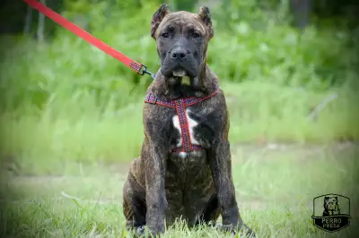 Presa Canario Puppies *Ready Now*, View more